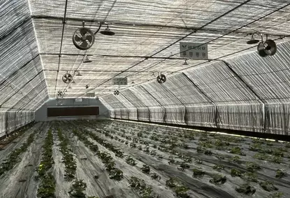 具有100％调光和自动照明控制系统的Polytunnel温室