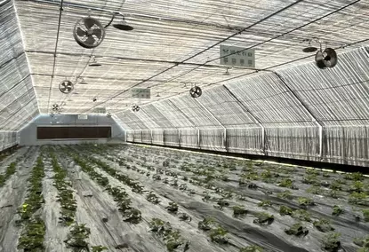 具有100％调光和自动照明控制系统的Polytunnel温室