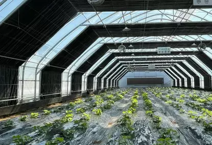 具有100％调光和自动照明控制系统的Polytunnel温室